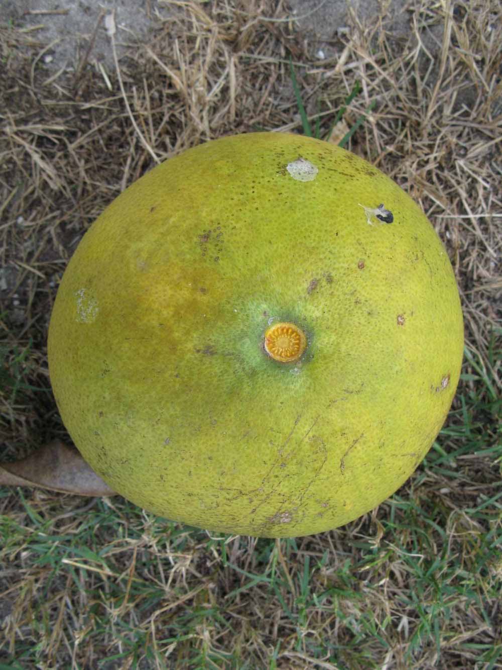            Fruit (Winter Haven, FL)   